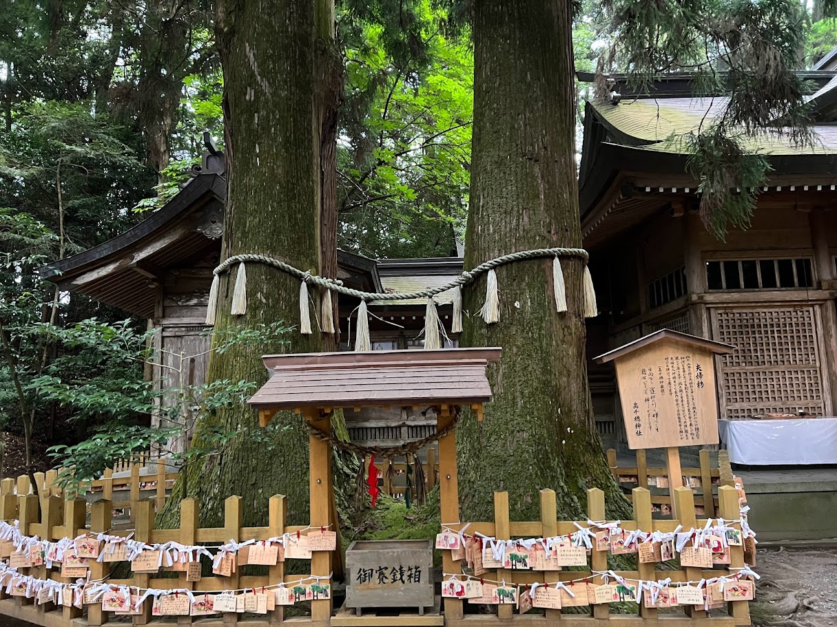 高千穂神社の夫婦杉